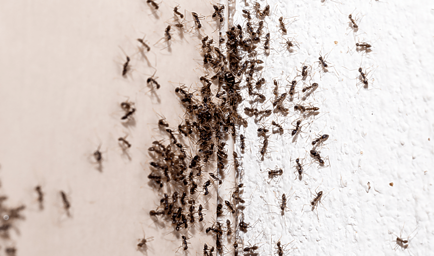 ANT CONTROL